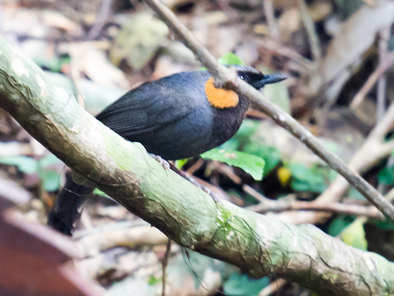 Rufous-cheeked Laughingthrush