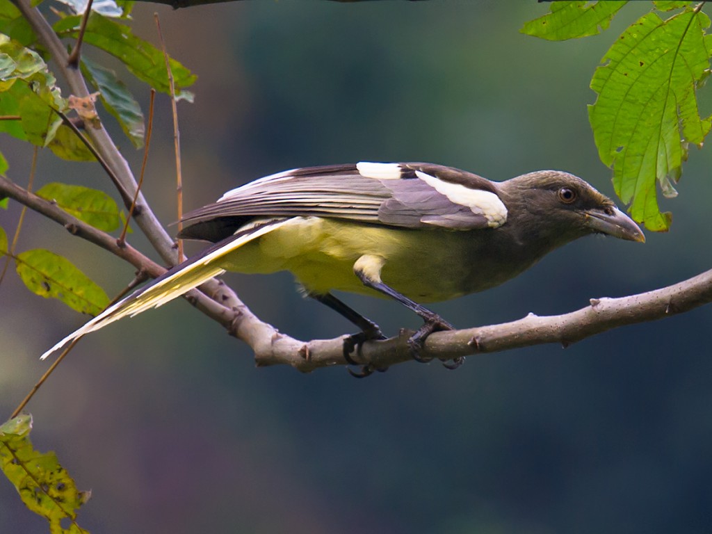 White-winged Magpie.