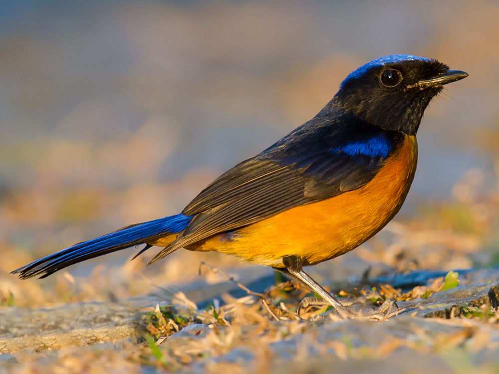 Rufous-bellied Niltava