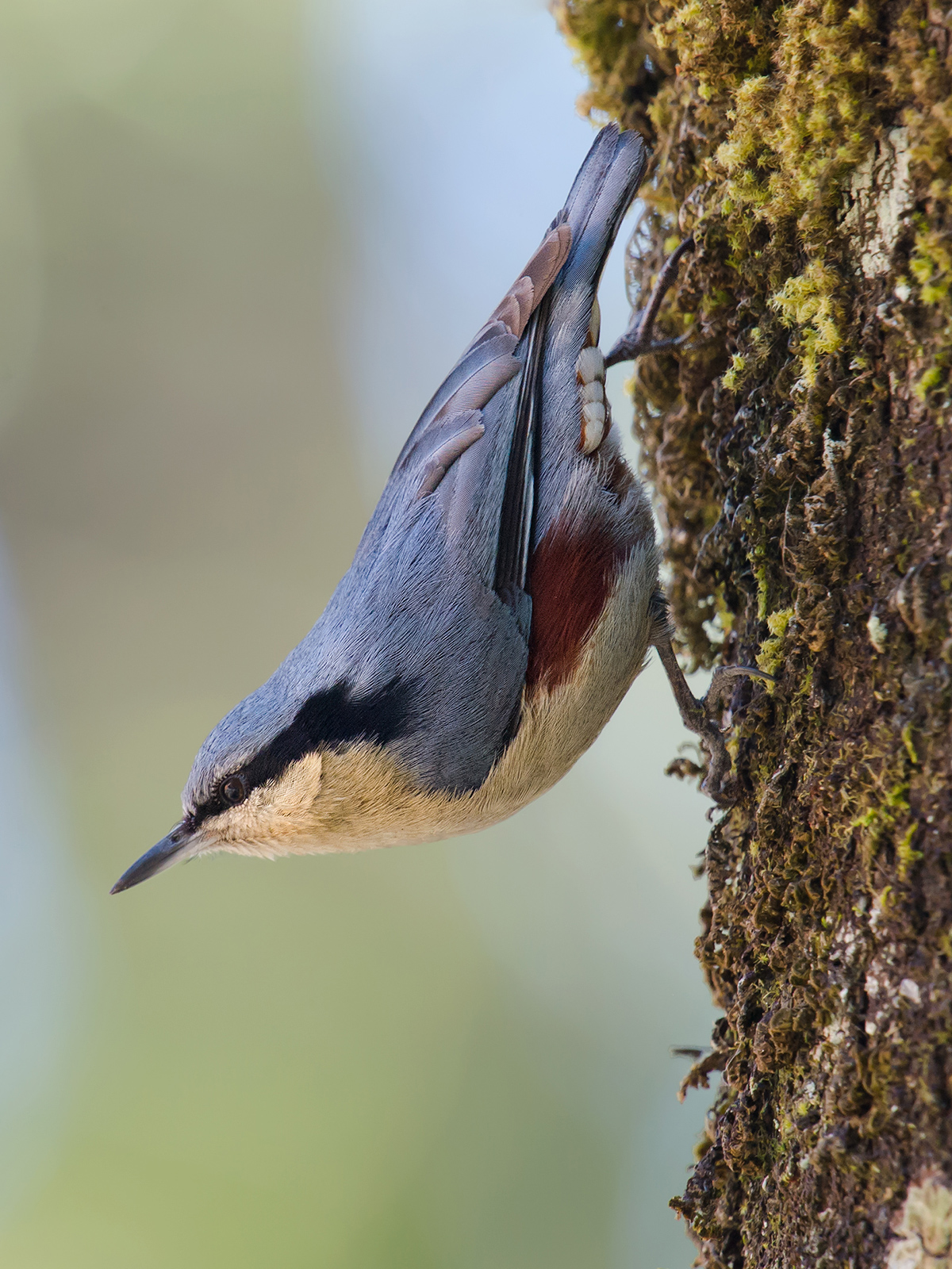 Chestnut-vented Nuthatch
