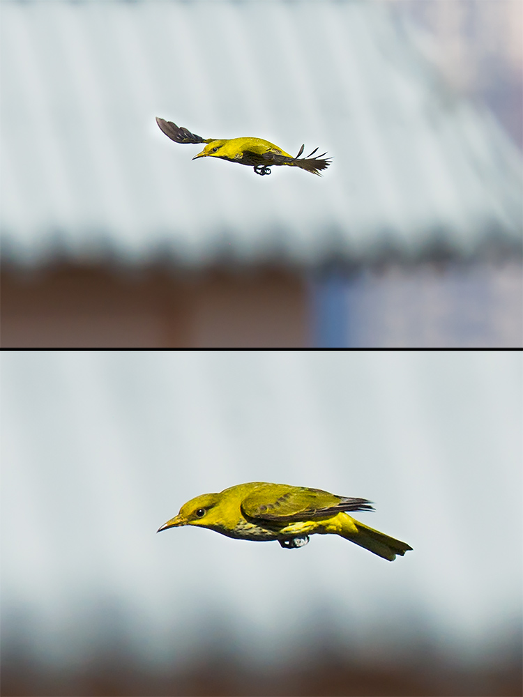 Slender-billed Oriole