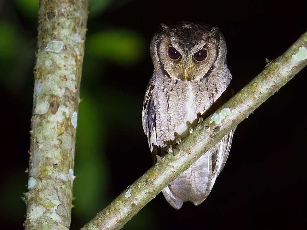 Collared Scops Owl