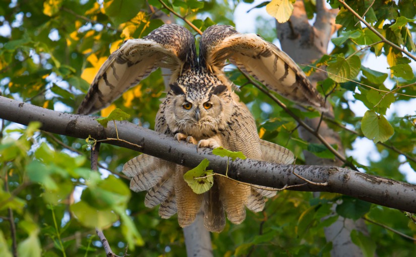 Eurasian Eagle-Owl