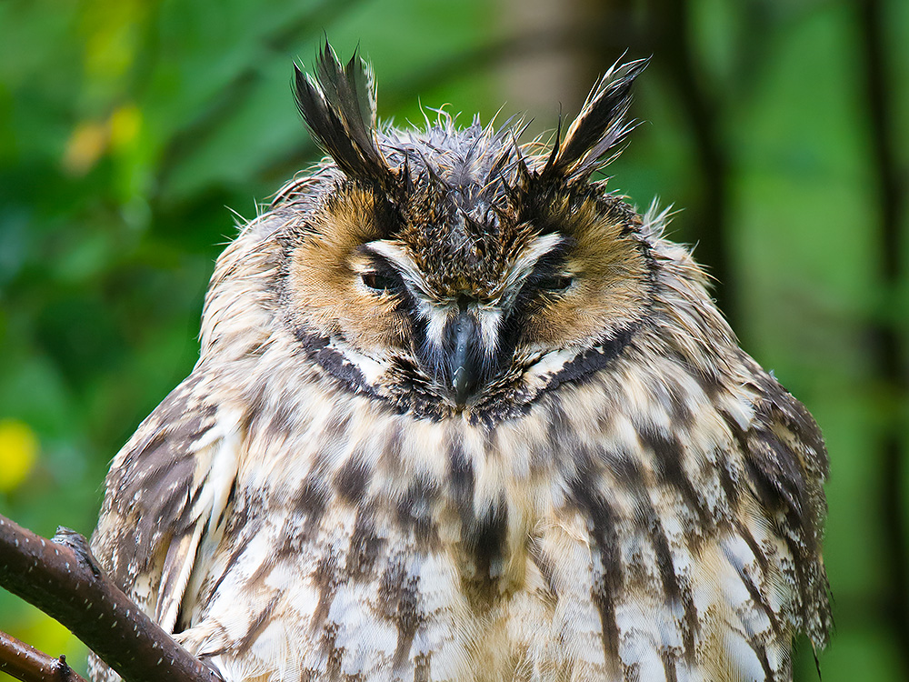 Long-eared Owl