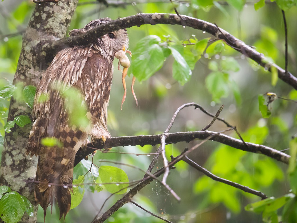 Ural Owl