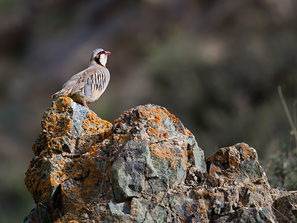 Rusty-necklaced or Przevalski's Partridge