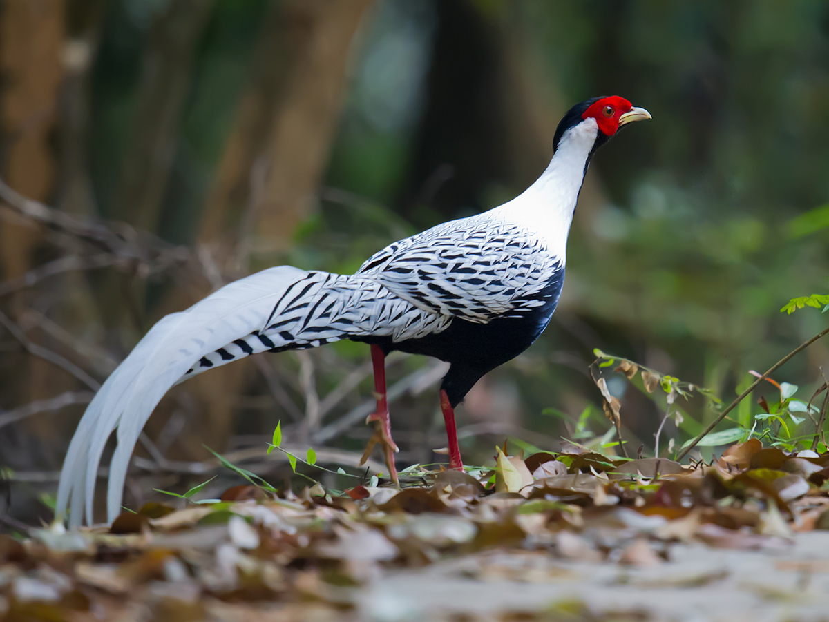 Hainan Silver Pheasant, Lophura nycthemera whiteheadi.