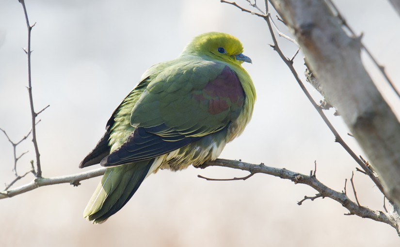 Featured image: White-bellied Green Pigeon Treron sieboldii, Nanhui, Shanghai, 26 Dec. 2015.