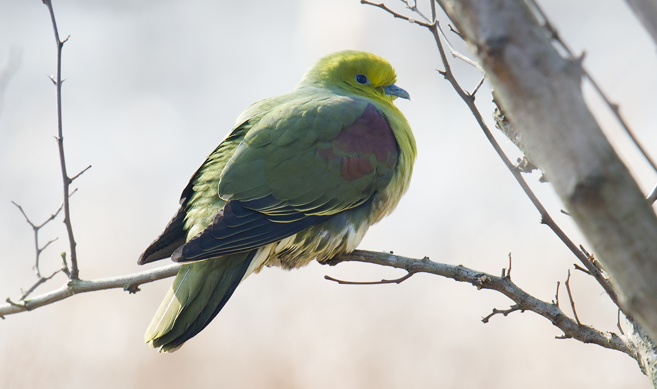 White-bellied Green Pigeon