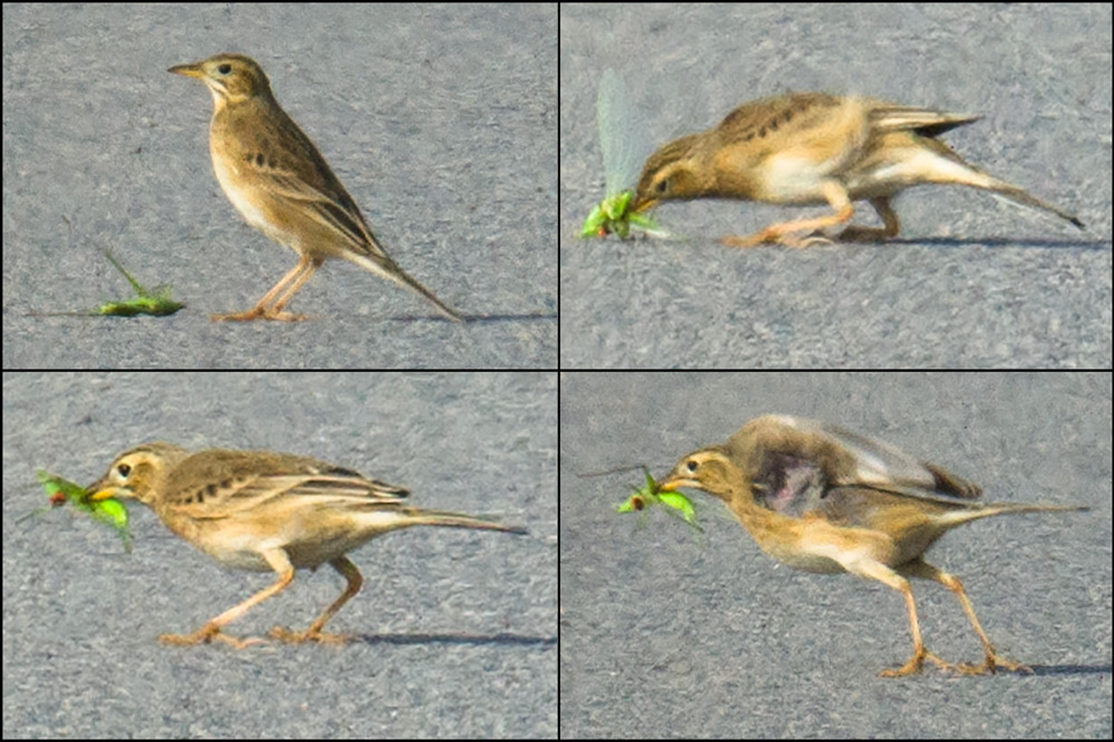 Richard's Pipit