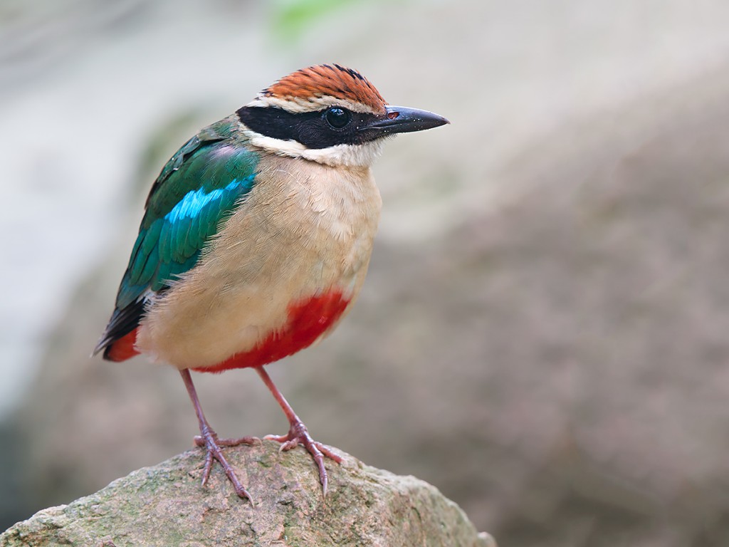 Fairy Pitta