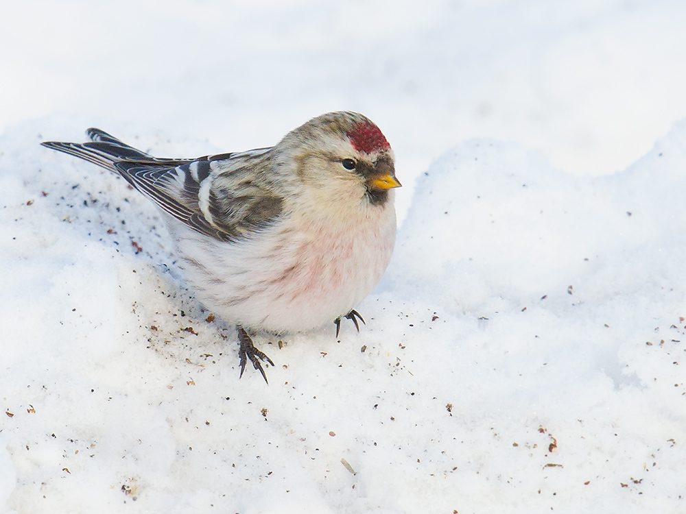 Arctic Redpoll