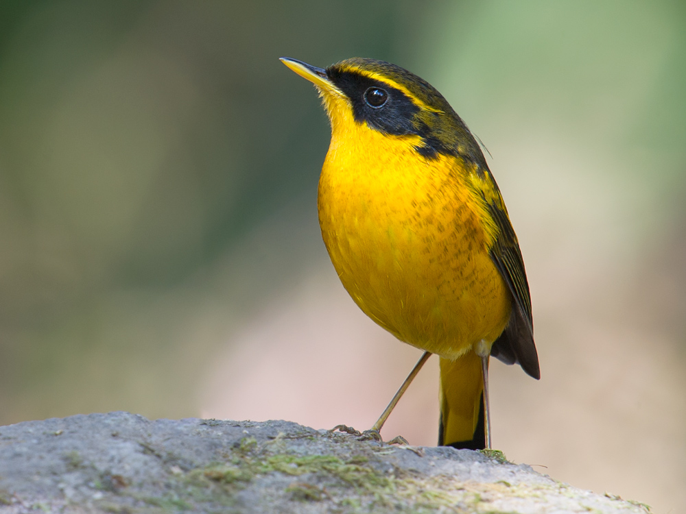 Golden Bush Robin