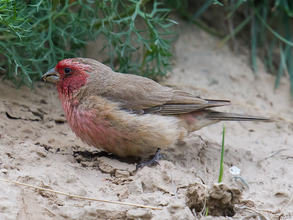 Pale Rosefinch