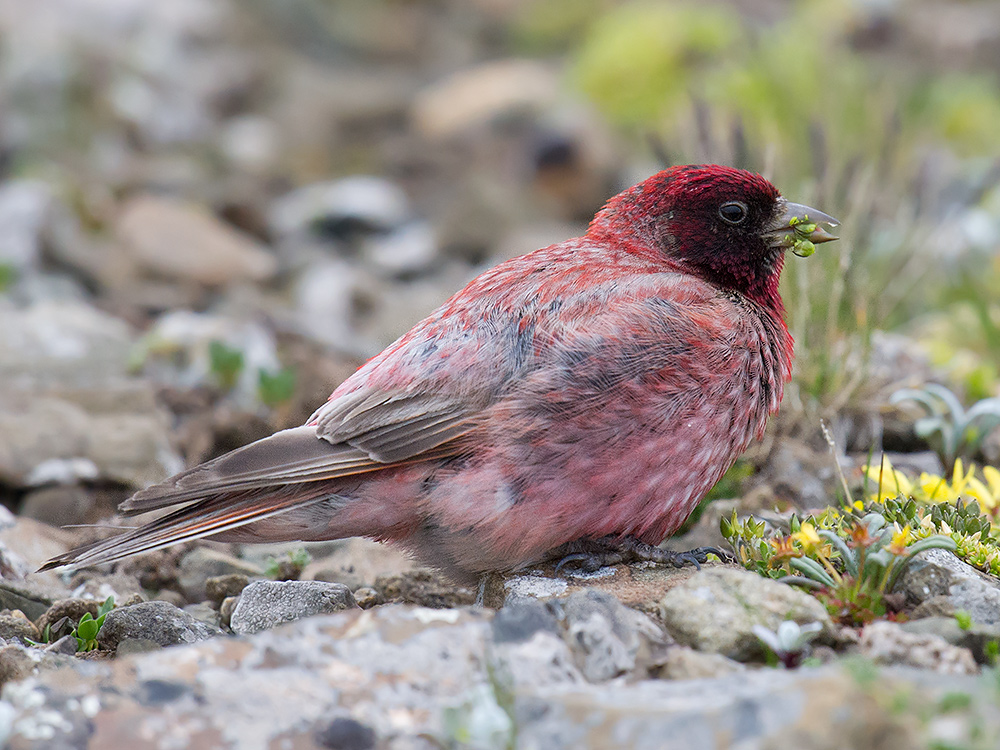 Tibetan Rosefinch