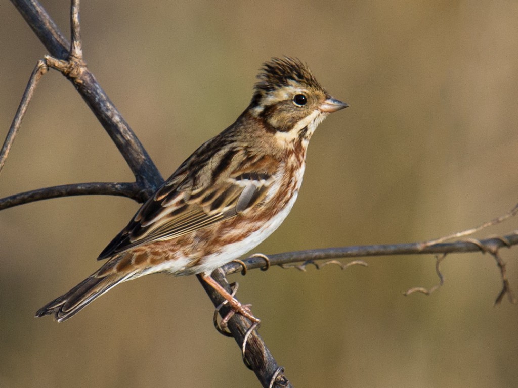 Rustic Bunting Emberiza rustica breeds across northern Eurasia, from Sweden to the Chukotka Peninsula. It's an uncommon passage migrant and winter visitor in the Shanghai region.