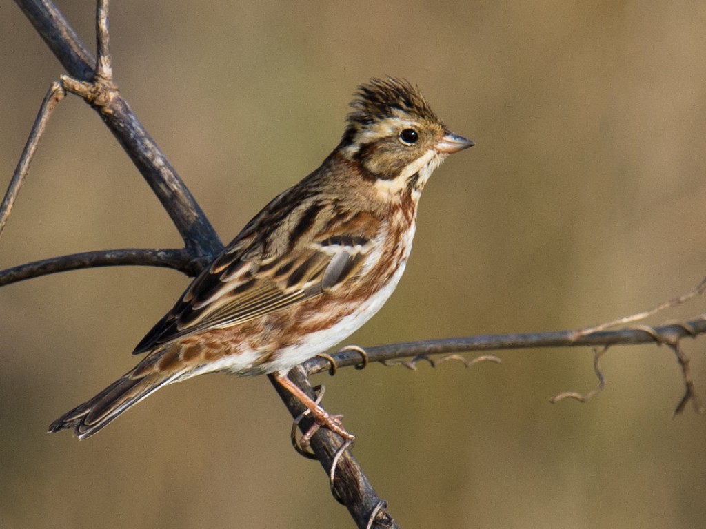 Rustic Bunting