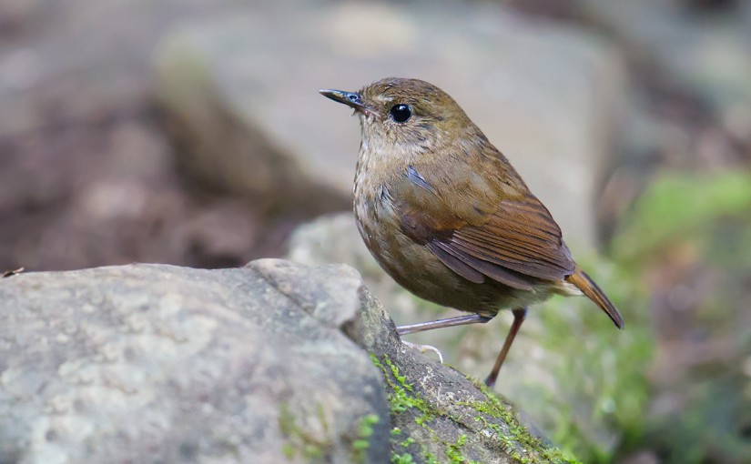 Lesser Shortwing and the Joy of Low-light Photography