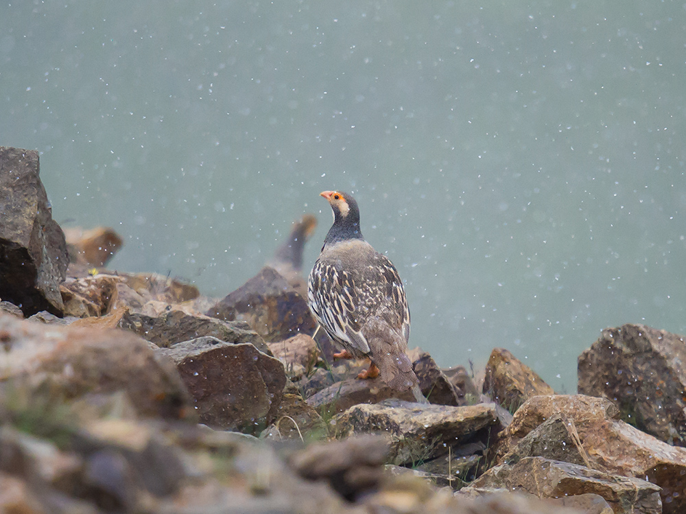 Tibetan Snowcock