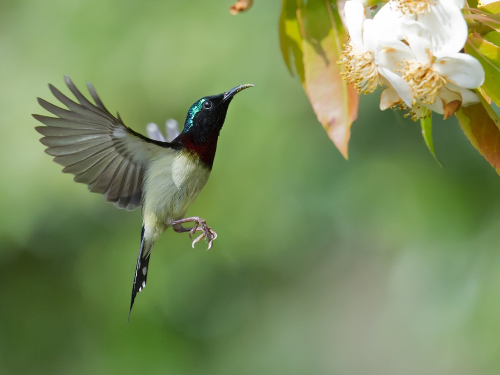 Fork-tailed Sunbird