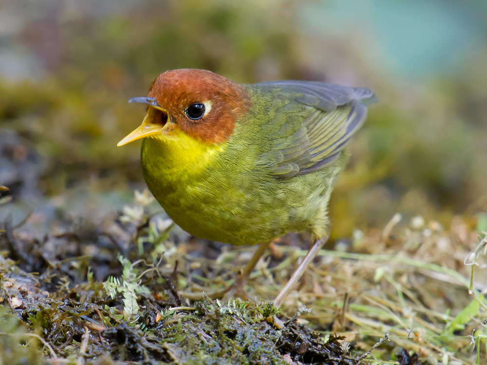 Chestnut-headed Tesia