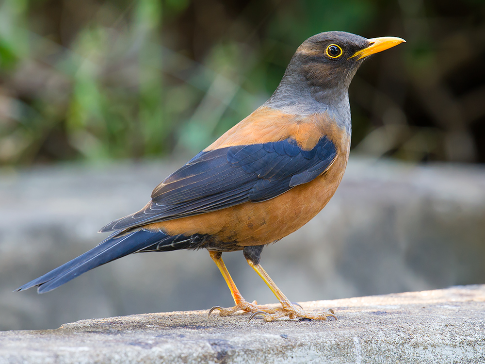 Chestnut Thrush, Laifengshan, Tengchong.