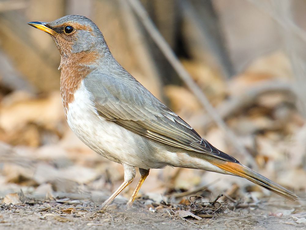 Red-throated Thrush