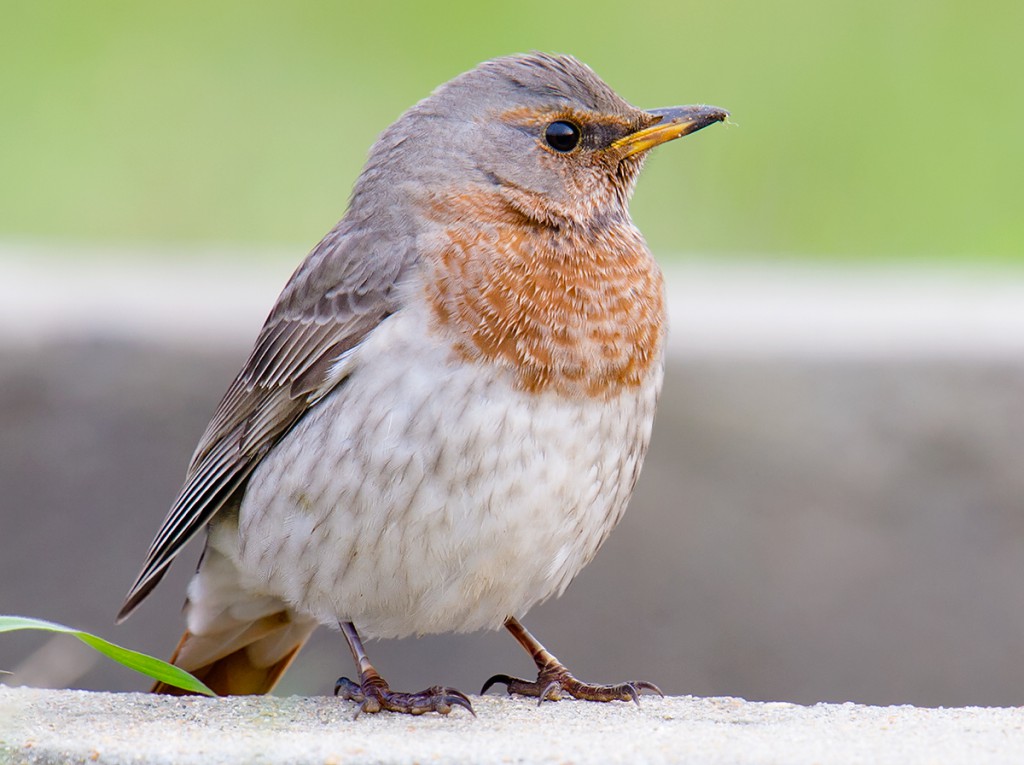 Red-throated Thrush