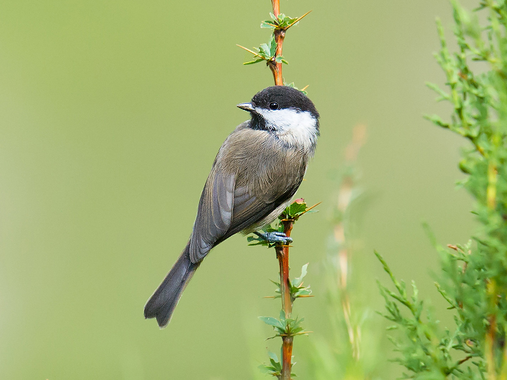 Sichuan Tit