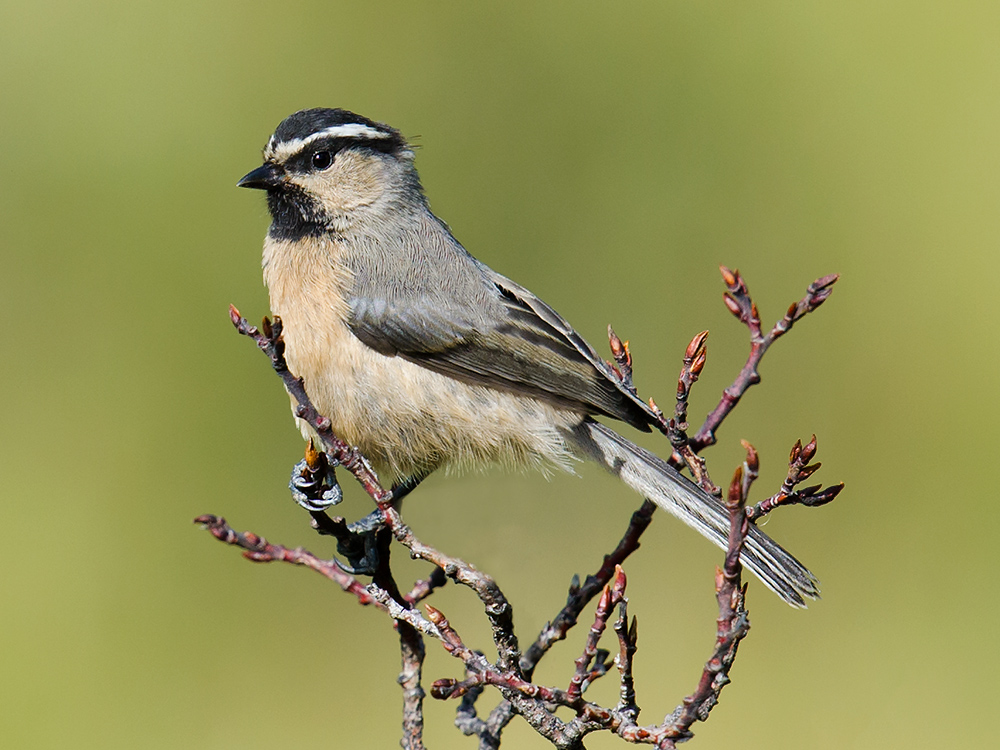 White-browed Tit