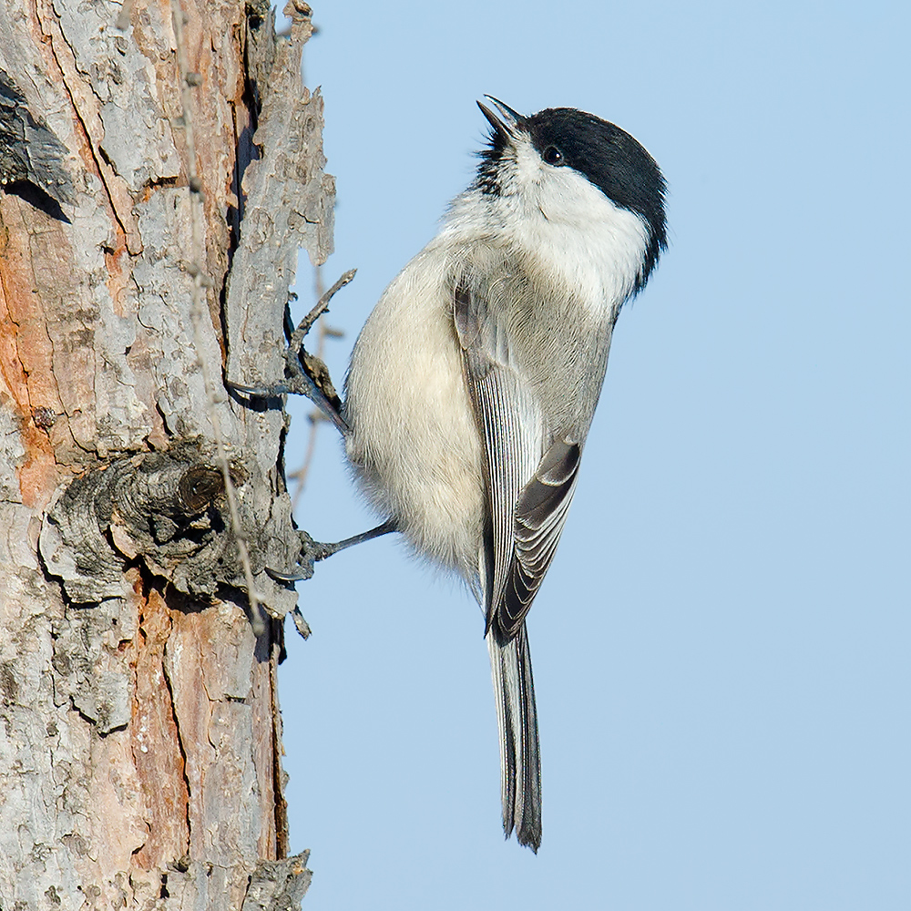 Willow Tit