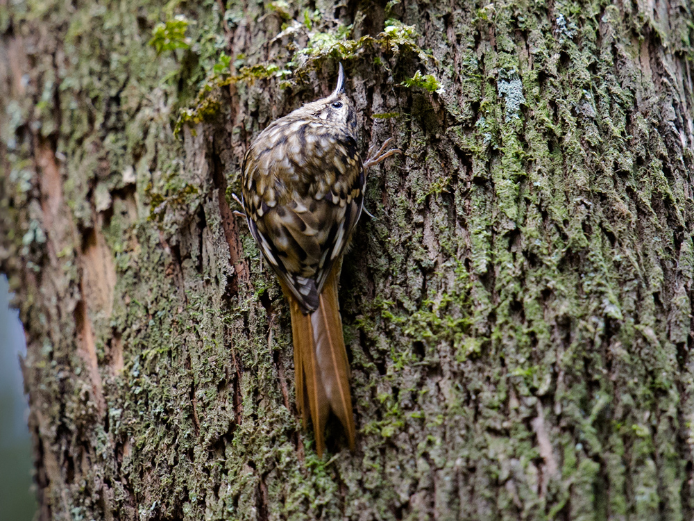 Hume's Treecreeper