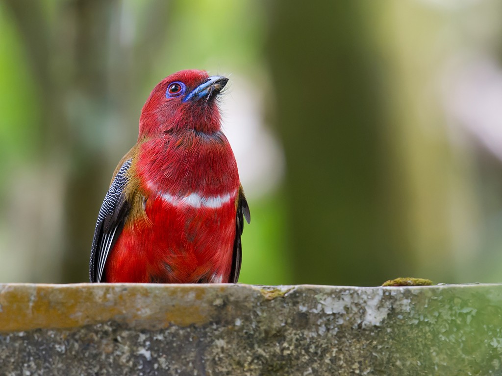 Red-headed Trogon