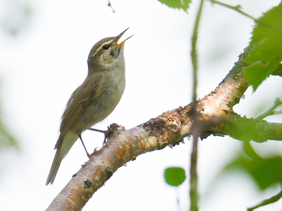 Arctic Warbler