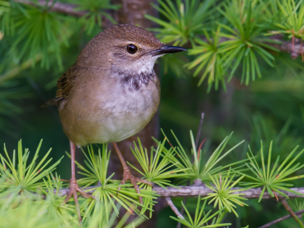 Baikal Bush Warbler