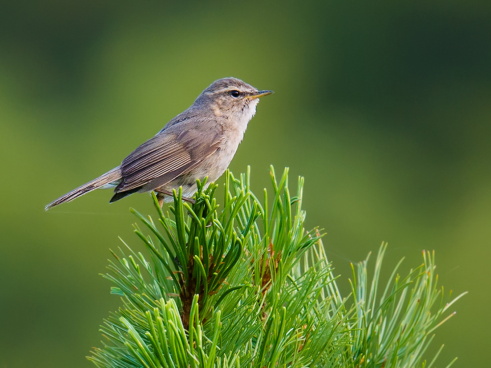 Dusky Warbler