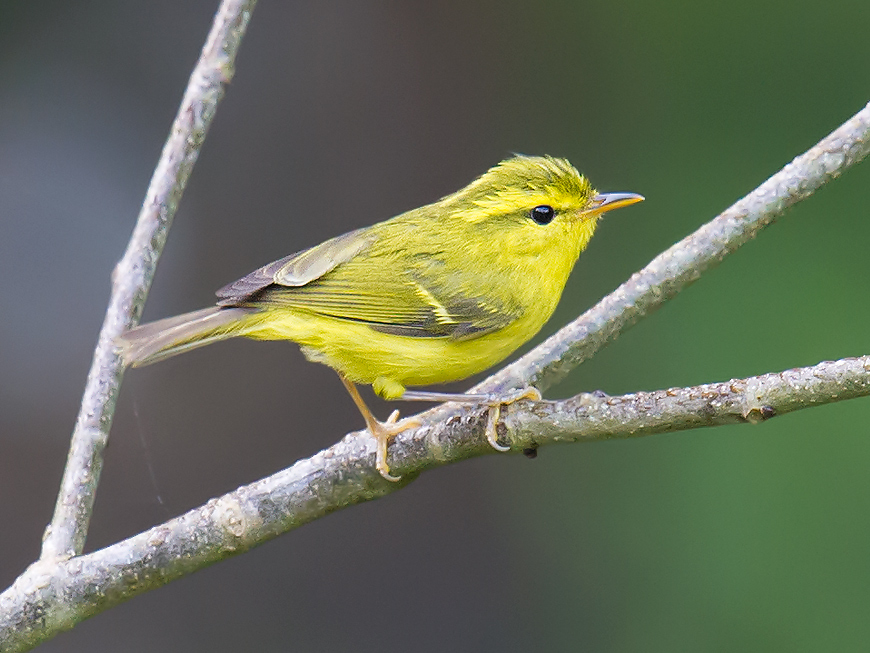 Hainan Leaf Warbler