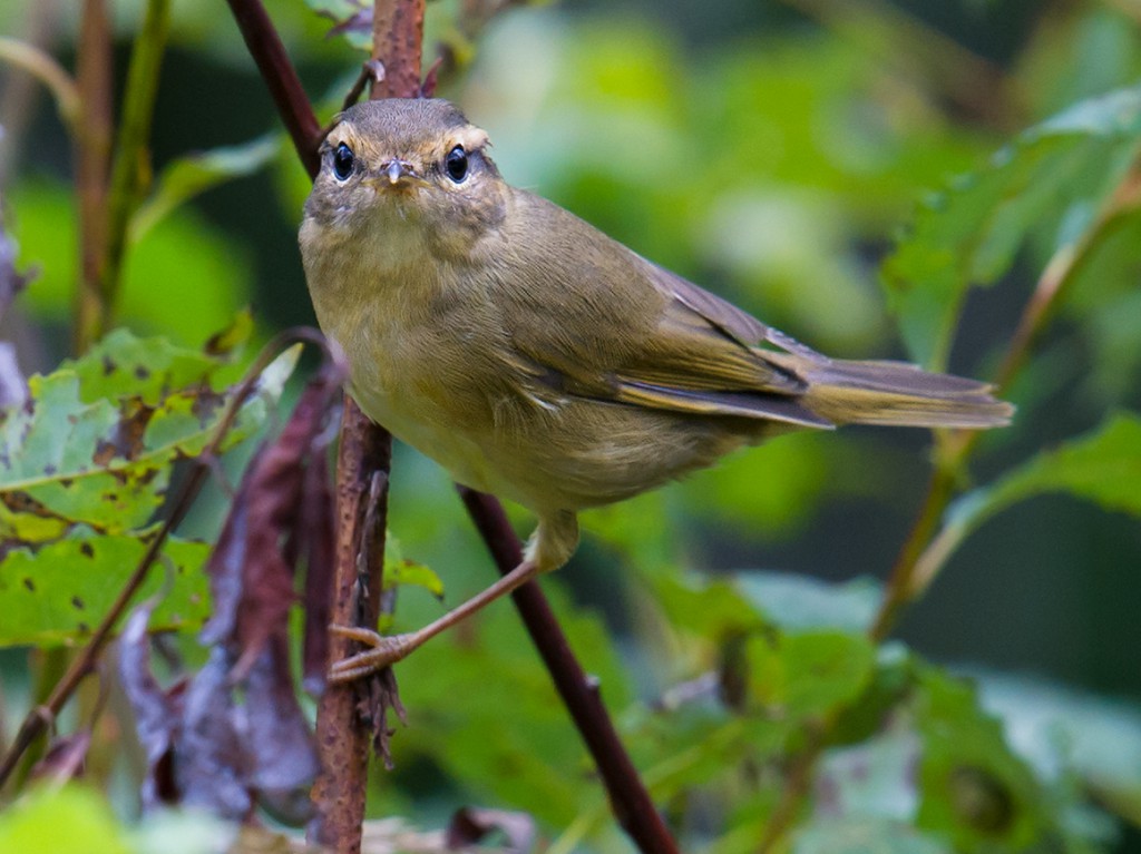 Radde’s Warbler