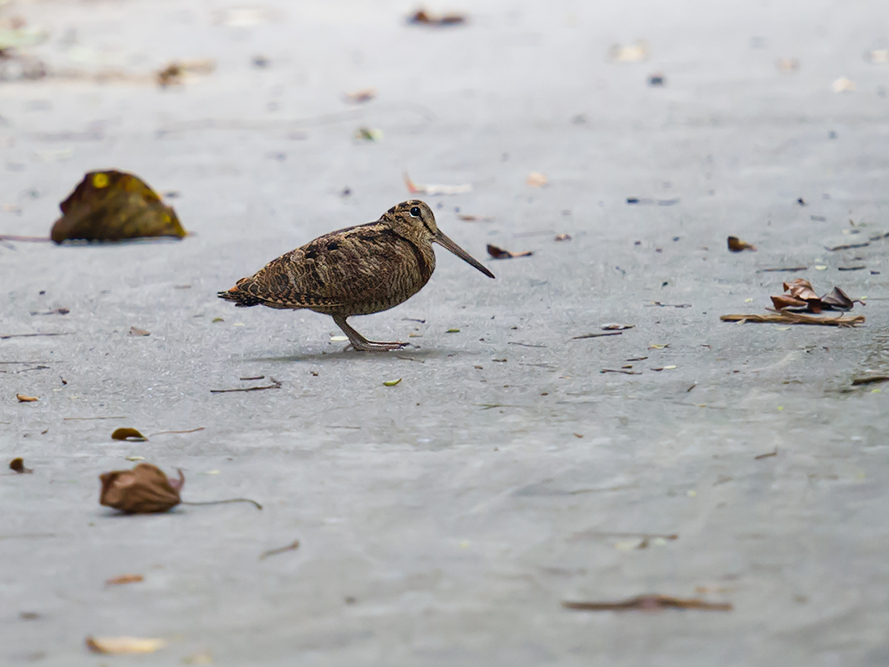 Eurasian Woodcock