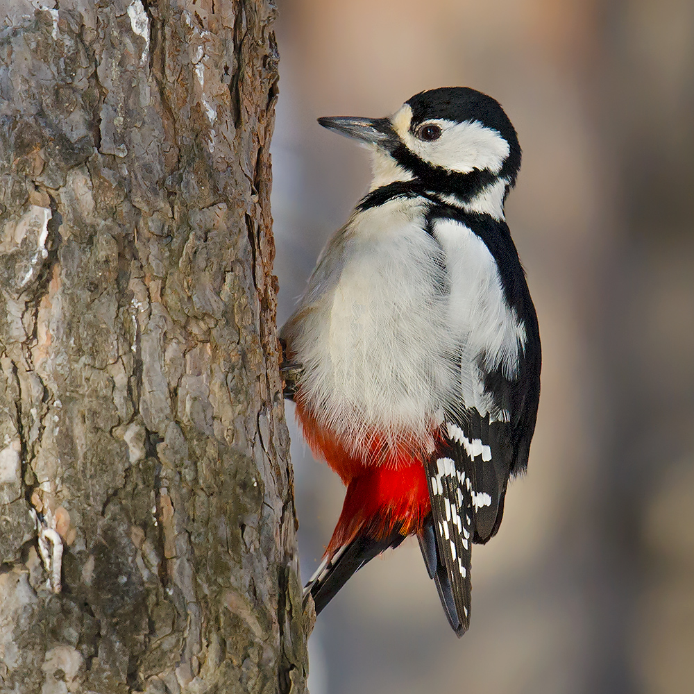 Great Spotted Woodpecker