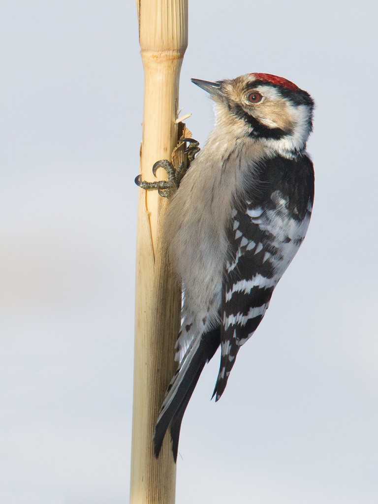 Lesser Spotted Woodpecker