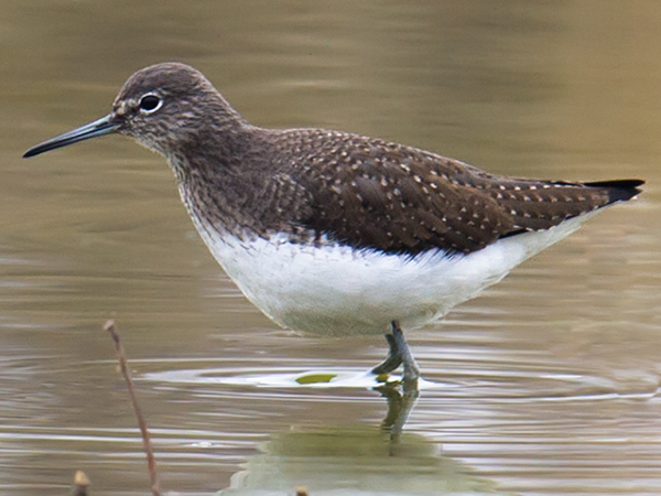 Green Sandpiper