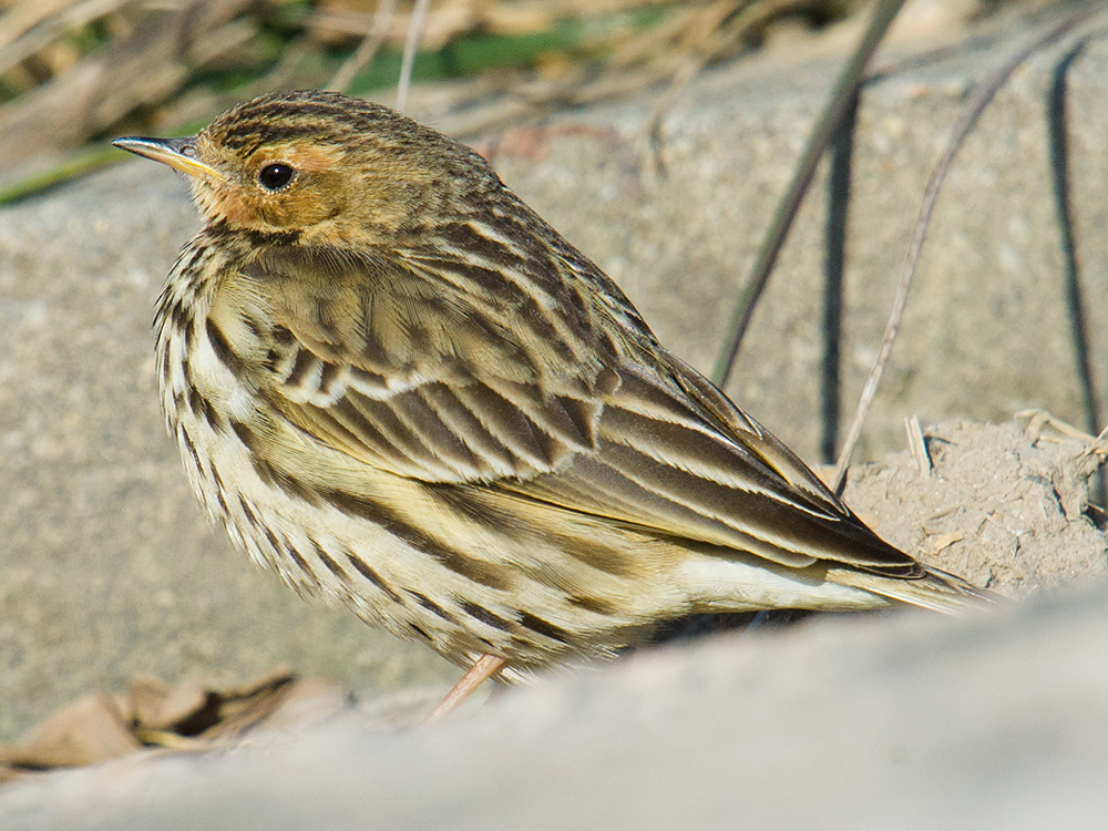 Mixed in with the Buff-bellied Pipit were Red-throated Pipit (above) and Water Pipit.