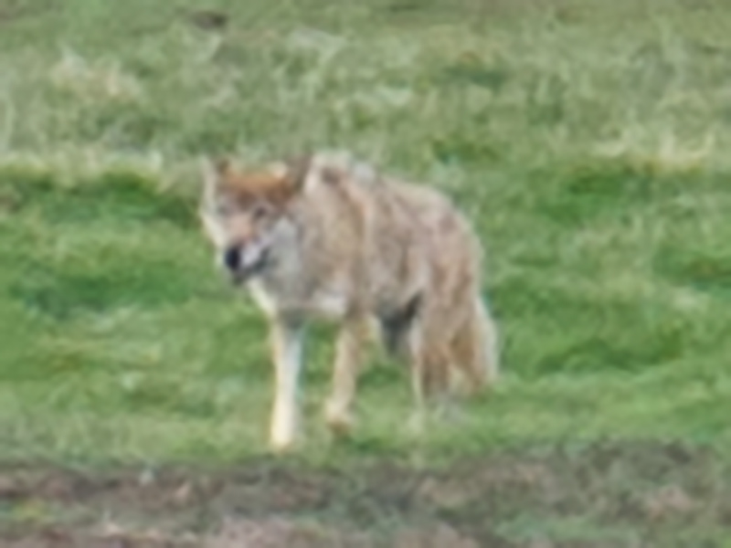 Tibetan Wolf