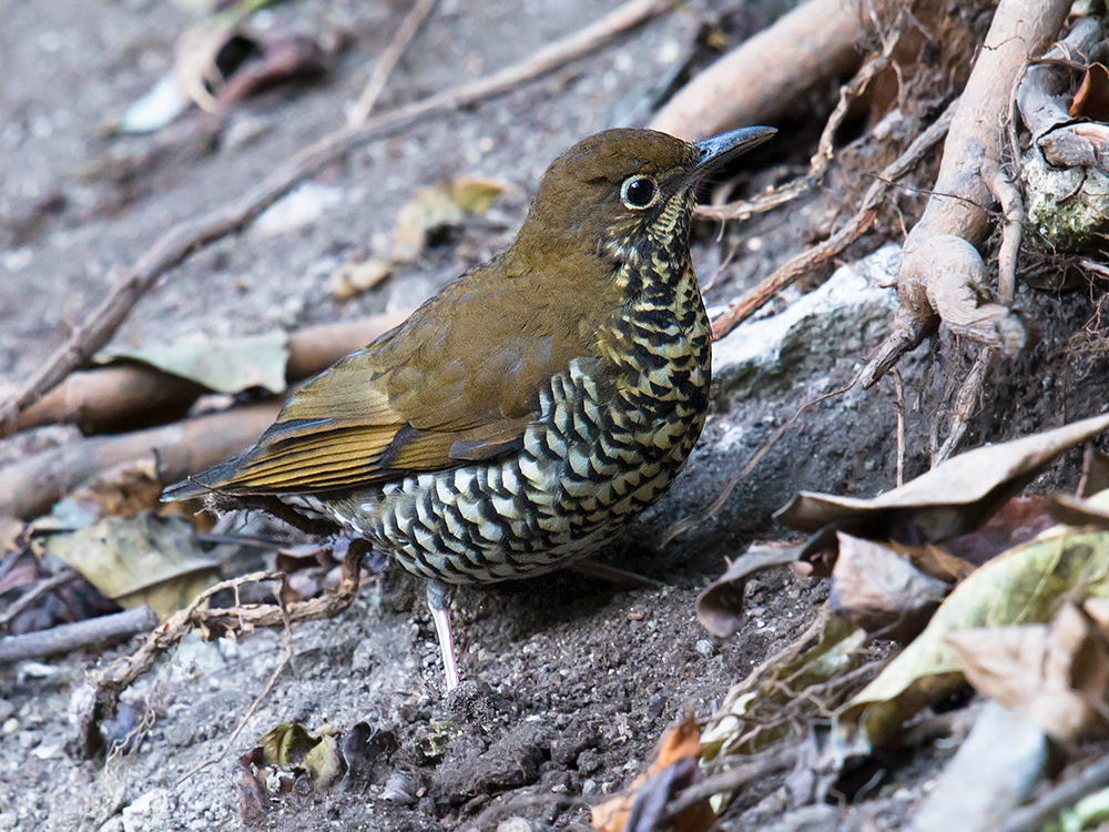 Himalayan Thrush