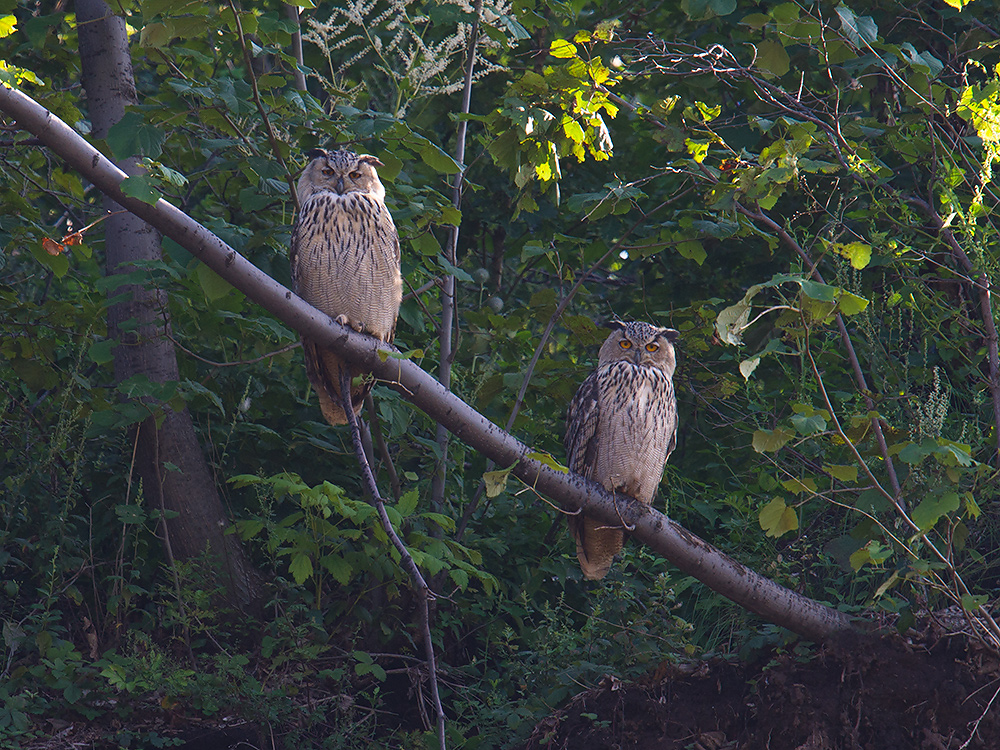 Eurasian Eagle-Owl