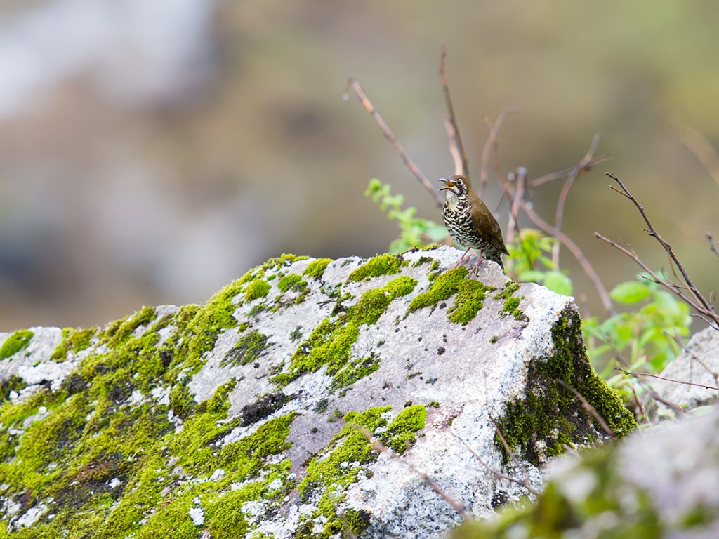 Himalayan Thrush