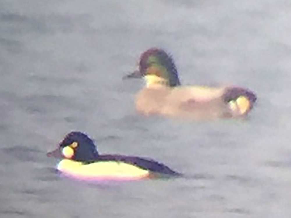 Common Goldeneye