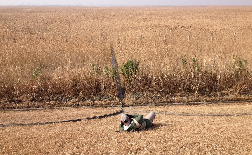 Craig Brelsford viewing Brown-cheeked Rail in a drainage ditch at Nanhui, Shanghai, China, Sat. 16 Jan. 2016. Photo by Elaine Du.