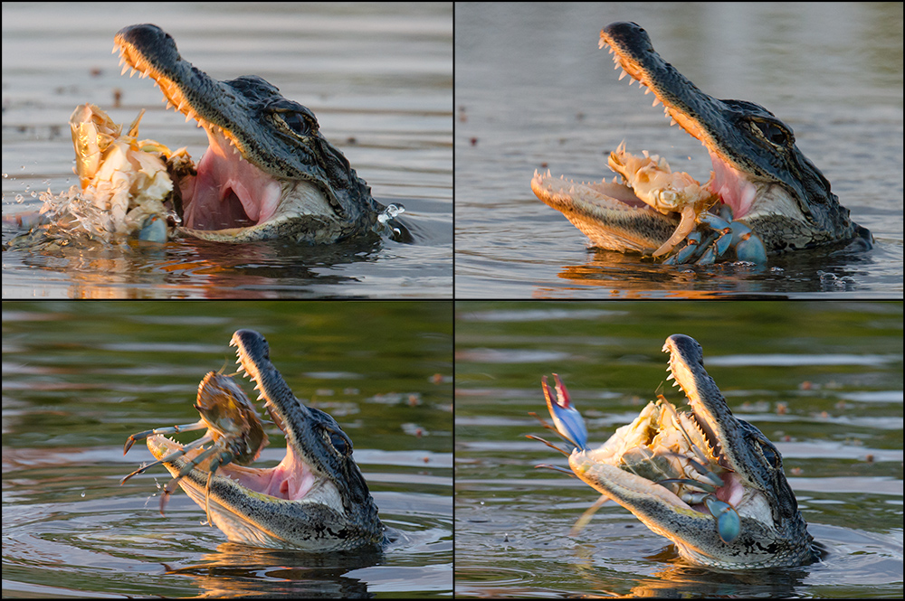 American Alligator devouring Blue Crab.